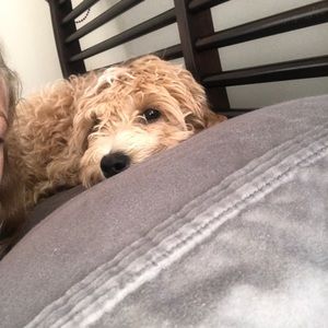 Meet your Posher, Isabella